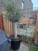 Prachtige Olijfboom in pot 230 hoog, Bloeit niet, Ophalen of Verzenden, 100 tot 250 cm, Olijfboom