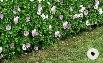 Haag van hibiscus maken ❤️ haag vol bloemen / 10 + 2 GRATIS beschikbaar voor biedingen