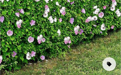 Haag van hibiscus maken ❤️ haag vol bloemen / 10 + 2 GRATIS, Tuin en Terras, Planten | Struiken en Hagen, Overige soorten, Minder dan 100 cm