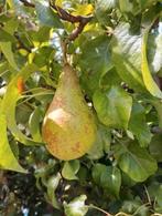 Conference perenboom 2,5 - 3 mtr, Tuin en Terras, Planten | Fruitbomen, Ophalen, Lente, Volle zon, Perenboom