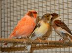 harlekijn kanaries, Dieren en Toebehoren, Meerdere dieren, Kleurkanarie