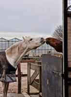 Gezocht verzorger voor onze lieve paardjes, Dieren en Toebehoren, Stalling en Weidegang