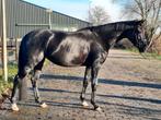 4 jr dressuurpaard v. Dreamboy, Dieren en Toebehoren, Paarden, Merrie, B, Gechipt, Dressuurpaard