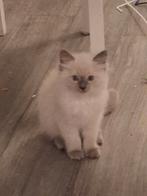 Ragdoll katertje blue point Ragdoll kater lief speels, Dieren en Toebehoren, Katten en Kittens | Raskatten | Langhaar, Kater