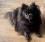 Nancy zoekt een nieuwe thuis!, 6 jaar of ouder, Rabiës (hondsdolheid), Teef, Eén hond