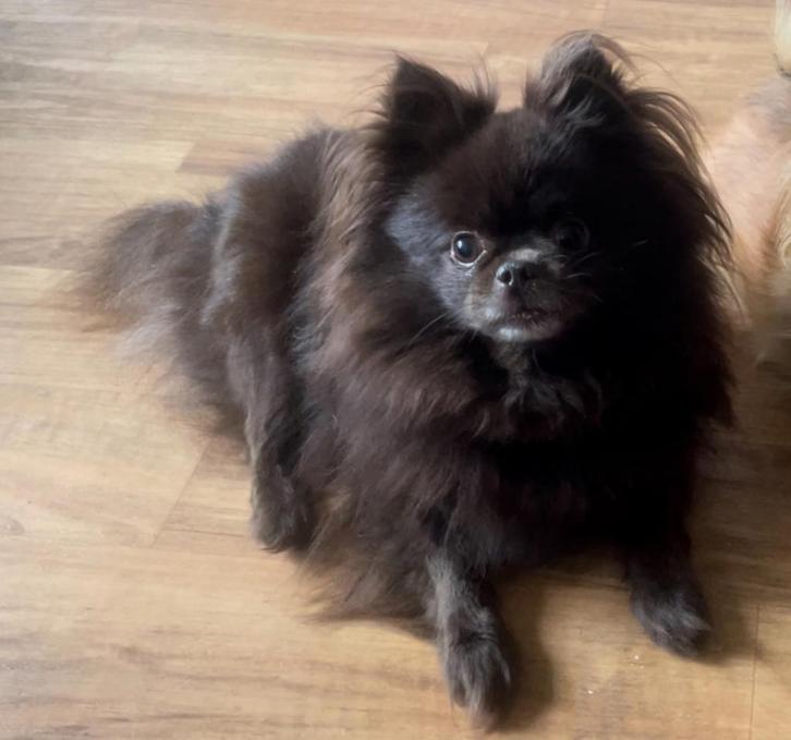 Nancy zoekt een nieuwe thuis!, Dieren en Toebehoren, Honden | Chihuahua's en Gezelschapshonden, Teef, Chihuahua, Particulier, Eén hond