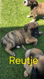 4 mooie cane corso pups mogen het nest verlaten, Dieren en Toebehoren, Overige rassen, Meerdere, Meerdere dieren, Nederland