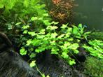 Aquariumplanten - Hydrocotyle Tripartita Waternavel, Dieren en Toebehoren, Vissen | Aquaria en Toebehoren, Ophalen of Verzenden