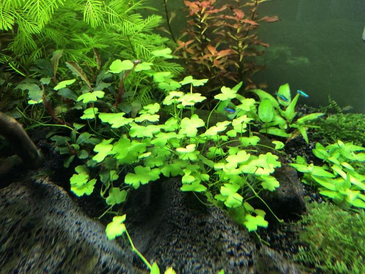 Aquariumplanten - Hydrocotyle Tripartita Waternavel, Dieren en Toebehoren, Vissen | Aquaria en Toebehoren, Zo goed als nieuw, Plant(en), Steen of Hout