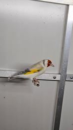 Majoor Putter, Dieren en Toebehoren