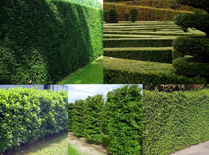 Topkwaliteit hagen, Tuin en Terras, Planten | Struiken en Hagen, Beukenhaag, 100 tot 250 cm, Ophalen of Verzenden