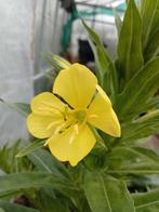 Oenothera glazioviana - Grote Teunisbloem
Zaden, Ophalen of Verzenden, Voorjaar, Volle zon, Zaad