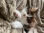 Mainecoon Katertje, Dieren en Toebehoren, Katten en Kittens | Raskatten | Langhaar, 0 tot 2 jaar, Kater, Gechipt