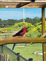 Pennant rosella man, Dieren en Toebehoren, Vogels | Parkieten en Papegaaien, Mannelijk, Parkiet, Geringd