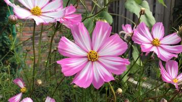 Bloemenzaden cosmea, goudsbloem en klimmende winde beschikbaar voor biedingen
