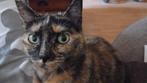 Nina zoekt een huis met een tuin, Poes, Kortharig, 3 tot 5 jaar
