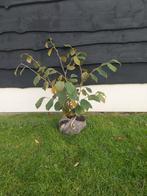 Toverhazelaar Hamamelis intermedia Feuerzauber, Ophalen of Verzenden, Overige soorten, Volle zon