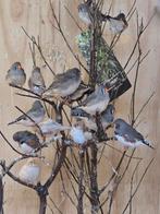 Zebravinken, Meerdere dieren