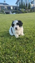 Lieve Boomer (Maltezer x Shih tzu)pups 3 teefjes, Dieren en Toebehoren, Honden | Chihuahua's en Gezelschapshonden, Overige rassen