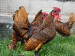 Sebright kriel kippen | mooie sierkippen, ingeënt en gezond!, Dieren en Toebehoren, Pluimvee, Kip, Meerdere dieren