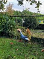 Te koop: Kraanvogels, Dieren en Toebehoren, Vogels | Overige Vogels, Meerdere dieren, Geringd