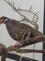 1-0 Bronsvleugel duif, Mannelijk, Overige soorten