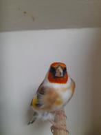 Te koop gevraagd diverse vogels, tropen, wildzang, kanaries, Dieren en Toebehoren, Vogels | Overige Vogels, Meerdere dieren