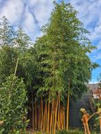 Phyllostachys Aureosulcata Spectabilis | Decoratieve Bamboe, In pot, Bloeit niet, 400 cm of meer, Overige soorten