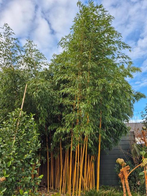 Phyllostachys Aureosulcata Spectabilis | Decoratieve Bamboe, Tuin en Terras, Planten | Bomen, Overige soorten, 400 cm of meer