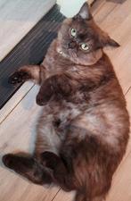 Heel lief kater en poes , gevaccineerd,  gesteriliseerd, Dieren en Toebehoren, Katten en Kittens | Raskatten | Korthaar, Meerdere dieren