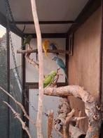 Halsbandparkieten, Meerdere dieren, Parkiet