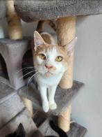 Kat (gecastreerd katertje)., Dieren en Toebehoren, Katten en Kittens | Overige Katten, Kater, Kortharig, 3 tot 5 jaar