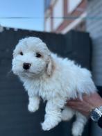 2 mooie boomer pups, Rabiës (hondsdolheid), 8 tot 15 weken, Meerdere, Nederland