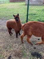 Alpaca hengst juli 2025, Dieren en Toebehoren, Overige Dieren, Juli