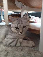 Een lieve Brits korthaar met vaccinatie boekje., Dieren en Toebehoren, Katten en Kittens | Dekkaters