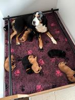 Prachtige Boulab pups, Dieren en Toebehoren, CDV (hondenziekte), 8 tot 15 weken, Groot, Meerdere