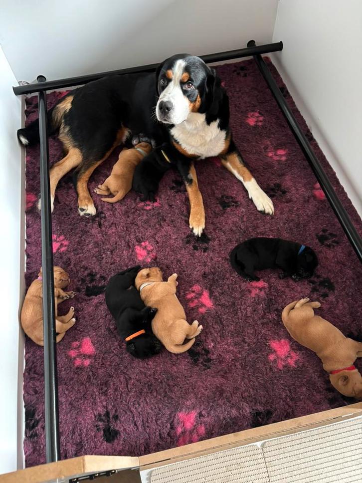 Prachtige Boulab pups, Dieren en Toebehoren, Honden | Niet-rashonden, Groot, Meerdere dieren, Particulier, Meerdere, Nederland