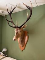 Opgezette Edelhert Kop met Gewei, Ophalen