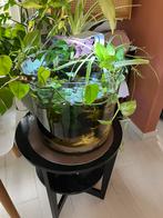 Orgineel en gaaf Betta pool aquarium 50 liter, Ophalen of Verzenden, Halfschaduw, Minder dan 100 cm