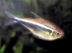 (Hyphessobrycon herbertaxelrodi), Dieren en Toebehoren, Vissen | Aquariumvissen, Vis