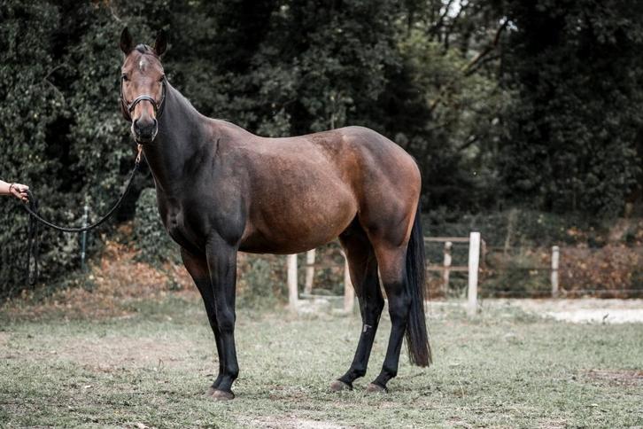 Te Koop: Jonge E-pony Ruin – 4 jaar  - Paint x Quarter, Dieren en Toebehoren, Pony's, Ruin, E pony (1.48m - 1.57m), 3 tot 6 jaar