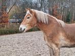 Super lieve Haflinger 5,5 jaar, Dieren en Toebehoren, Pony's, E pony (1.48m - 1.57m), Gechipt, Ruin, 3 tot 6 jaar