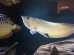 Zilver arowana, Dieren en Toebehoren, Vissen | Aquariumvissen, Vis