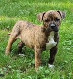 Laaste Old English Bulldog Pup kan nu mee, Dieren en Toebehoren, Reu, CDV (hondenziekte), 8 tot 15 weken, Bulldog