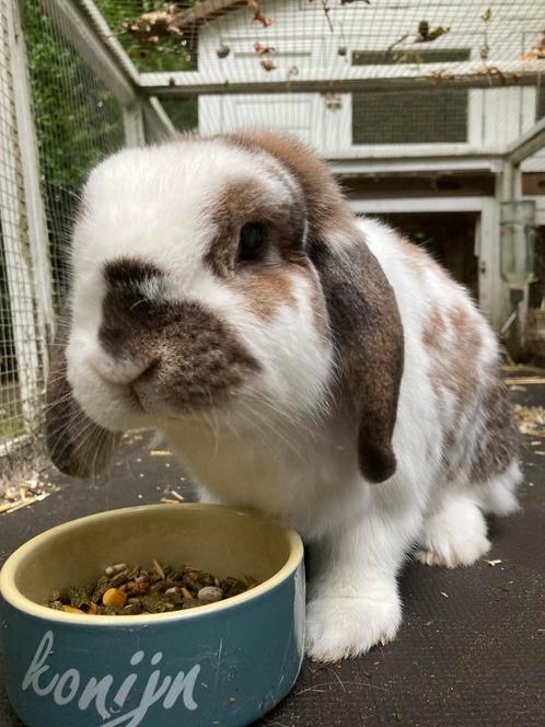 Bob zoekt maatje! (v), Dieren en Toebehoren, Konijnen, Middelgroot, Vrouwelijk, 6 tot 8 jaar, Hangoor