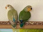 Agapornis Dwergpapegaai Eventueel met kooi Diverse Kleuren, Meerdere dieren, Dwergpapegaai of Agapornis, Geringd