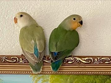 Agapornis Dwergpapegaai Eventueel met kooi Diverse Kleuren beschikbaar voor biedingen