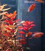 Compleet visbestand 25+ allen jong zie omschrijving, Vis, Zoetwatervis