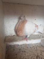Tk valenciaane duivin, Dieren en Toebehoren, Vogels | Duiven, Vrouwelijk, Kropper