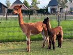 Alpacamerrie (drachtig) met merrieveulen, Dieren en Toebehoren, Overige Dieren, April, Meerdere dieren